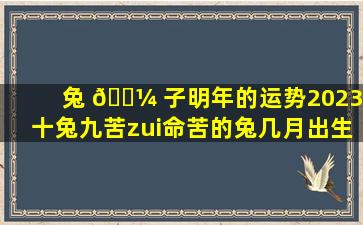 兔 🐼 子明年的运势2023(十兔九苦zui
命苦的兔几月出生)